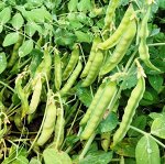 Карликовый Снежный Горошек Norli Mangetout Pea