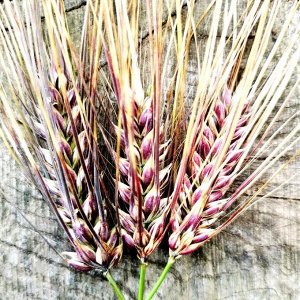 Ячмень Черный Purple Valley Barley