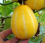 Корейская Ранняя Холодостойкая Мини Дыня Chamoe
