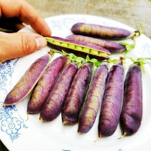 Горох Тутанхамона — King Tut Purple Pea
