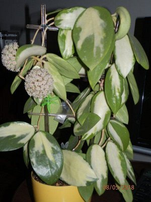 H. acuta (verticillata variegatа)