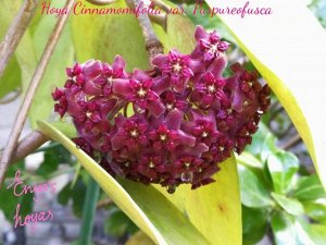 H. cinnamomifolia