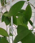 H. erythrostemma Vietnam (шелковый лист)