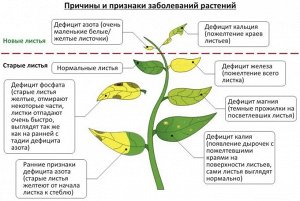 УД Суперфосфат двойной азотосодержащий 3кг НА 1/10