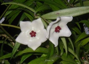 хойя H. pauciflora