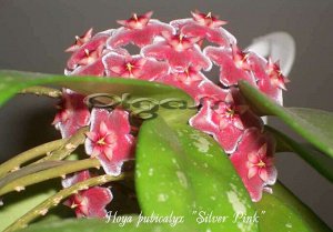 H. pubicalyx cv. Silver pink Vietnam