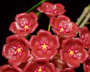 H. siariae red flowers