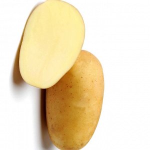 Сорт картофеля Фрителла