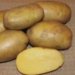 Сорт картофеля Гулливер