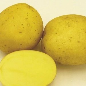 Сорт картофеля Жигулевский