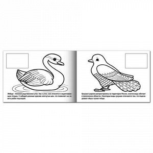 Книжка-раскраска А5, 4 л., HATBER с наклейками, Мои первые уроки, "Птицы", 4Р5н 05826, R002705