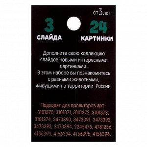 Слайды для проектора «Животные России», набор, 3 слайда, 24 картинки
