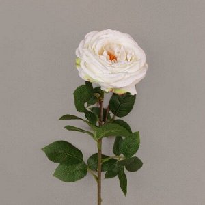 Роза кремовый цвет
