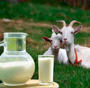 Молоко Молоко КОЗЬЕ цельное
жирность 4,1,белок 3,6, 69ккал