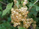 Смородина Баяна белая (саж с этикеткой) 1шт (Сиб
