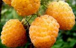 Малина Желтый пингвин рем (коробка) 1шт (Сиб Сад)