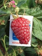 Малина Самородок рем (коробка) 1шт (Сиб Сад)