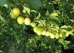 Сливо-вишневый гибрид Желтоплодный (коробка) 1шт (Сиб Сад)