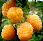 Малина Беглянка (коробка) 1шт (Сиб сад)