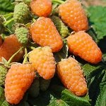 Малина Оранжевое Чудо рем (коробка) 1шт (Сиб Сад)