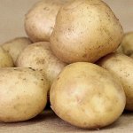 Сорт картофеля Удача