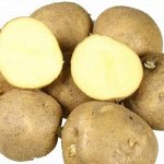 Колобок суперэлита среднеспелый (Окраска клубней светло-желтая. Окраска мякоти кремовая)