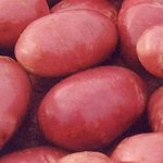 Ред Скарлет (Э)