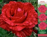 Ред Интуишн ЧГ 1шт роза (Сиб сад)