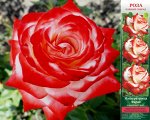 Императрица Фарах ЧГ 1шт роза (Сиб сад)