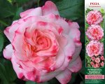 Розенштадт Фрайзинг Г 1шт роза (Сиб сад)