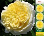 Роза Зе Пилигрим (Английская) 1шт (Сиб сад)
