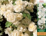 Бланш Каскад Ф 1шт роза (Сиб сад)