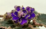 Укорененный лист фиалки ЕК-Заморская Диковинка