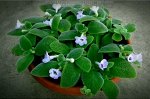 Эписция Blue Heaven, укорененный столон