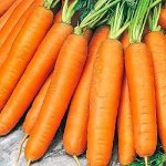 Семена Моркови от 10р