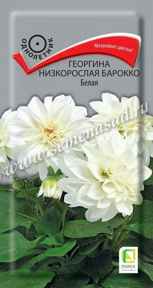 Георгина Барокко Белая (Код: 90599)