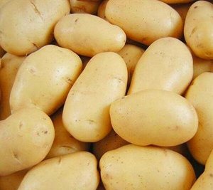 Картофель одиссей семенами сенна александрийская семена