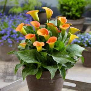 Калла Цвет: Orange. Вид: Pot/Cut Высота: 45-55 см Цвет: Оранжевый