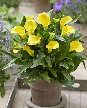 Калла Цвет: Yellow. Вид: Pot Высота растения 35- 45 см