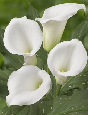Калла Цвет: White. Вид: Cut. 
Цвет цветка/плодаБелый, бежевый, кремовый
Высота растения 40-75 см