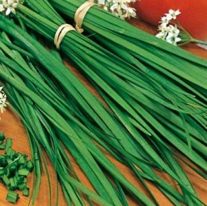 Лук ветвистый  чесночный (рассада)
