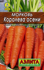 Морковь Королева осени (2023; 11.13.40)