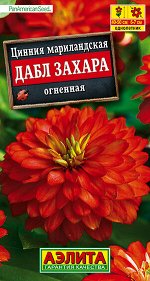 Цинния Дабл Захара огненная (2023; 211.169.01)