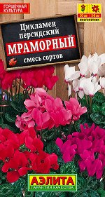 Цикламен персидский Мраморный, смесь окрасок (2023; 237.23.06)