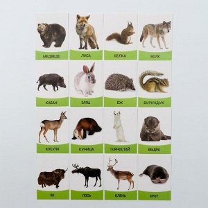 Обучающие карточки «Изучаем английский. Дикие животные», 16 штук, 3+