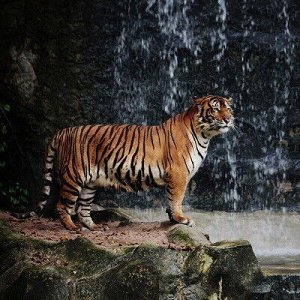 Картина 50*50 см "Тигр" N484