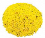 № 48 Beach Yellow, цветение -август, высота 40 см, диаметр цветка 4 см