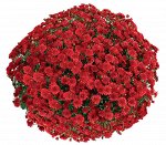 № 52 Seaside Red, цветение - август, высота 40 см, диаметр цветка 3 см