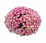 № 73 Daybreak Appleblossom, цветение -август, высота 40 см, диаметр цветка 3 см