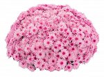 № 82 Lively Pink bicolor, цветение - август, высота 40 см, диаметр цветка 4 см